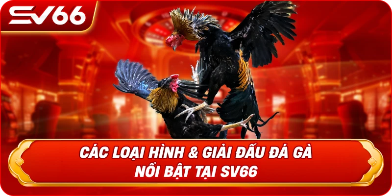 Các Loại Hình & Giải Đấu Đá Gà Nổi Bật Tại SV66